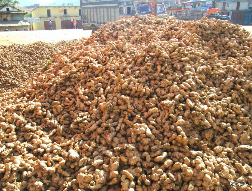 अदुवाको मूल्य खस्कियो: दाङका किसान मारमा