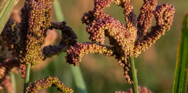 ‘कोदो गरिबको खाना’ भनेर हेप्ने दिन गए, अब धनीको रोजाईमा