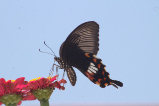 रस चुस्दै पुतली