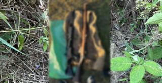 जेनजी आन्दोलनमा लुटिएका २ थान बन्दुक ओडारमा भेटियो