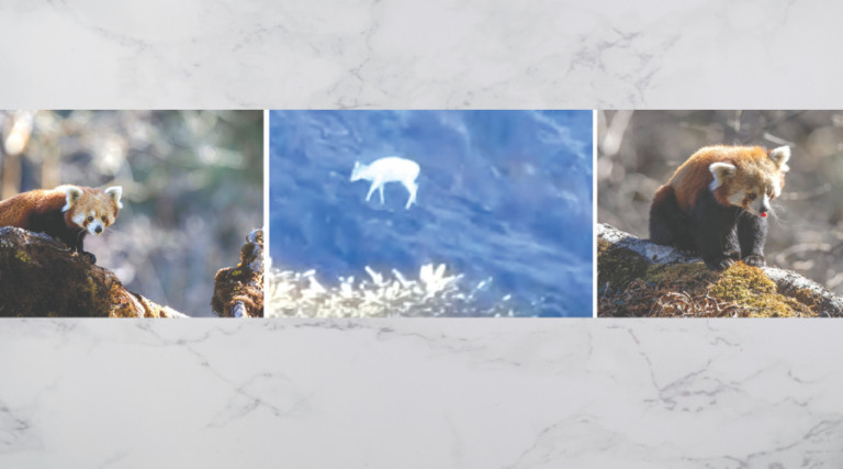 हेलम्बुमा भेटियो दुर्लभ सेतोमृग र रेडपाण्डा