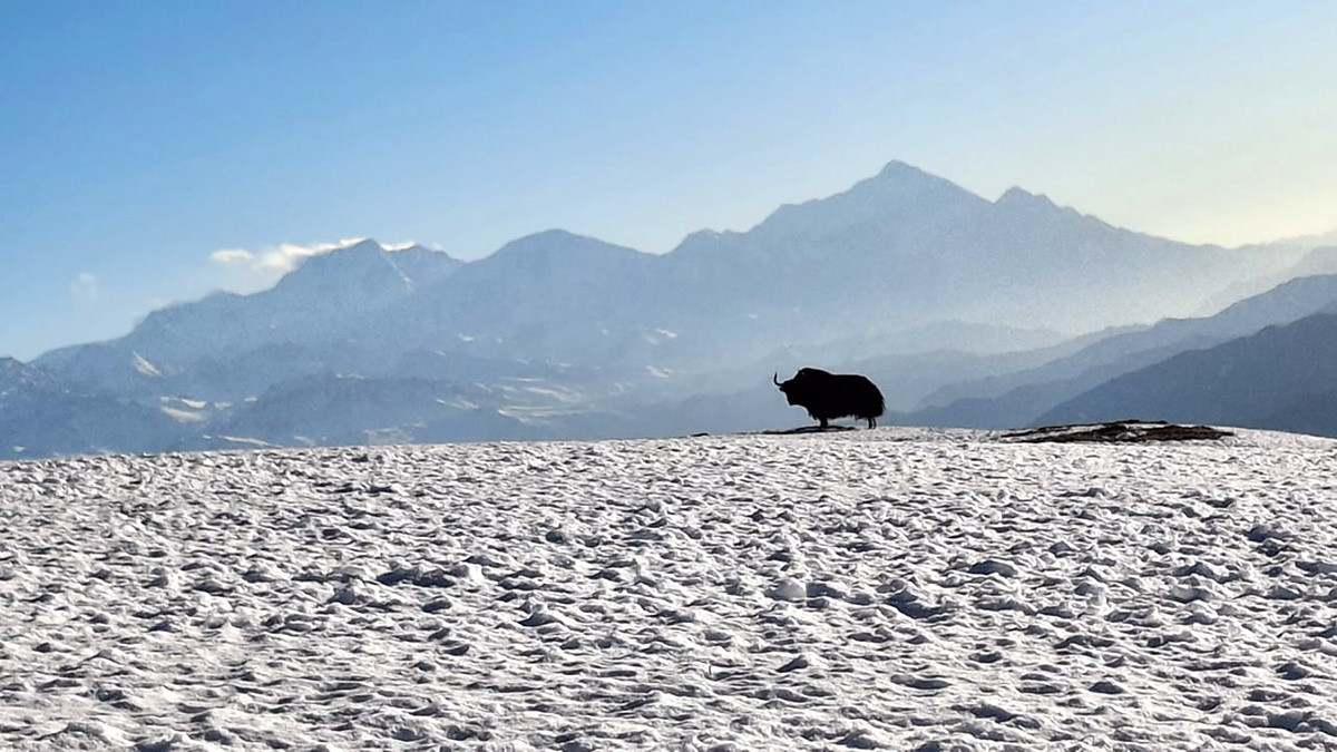 हिउँमा यस्तो देखियो याक