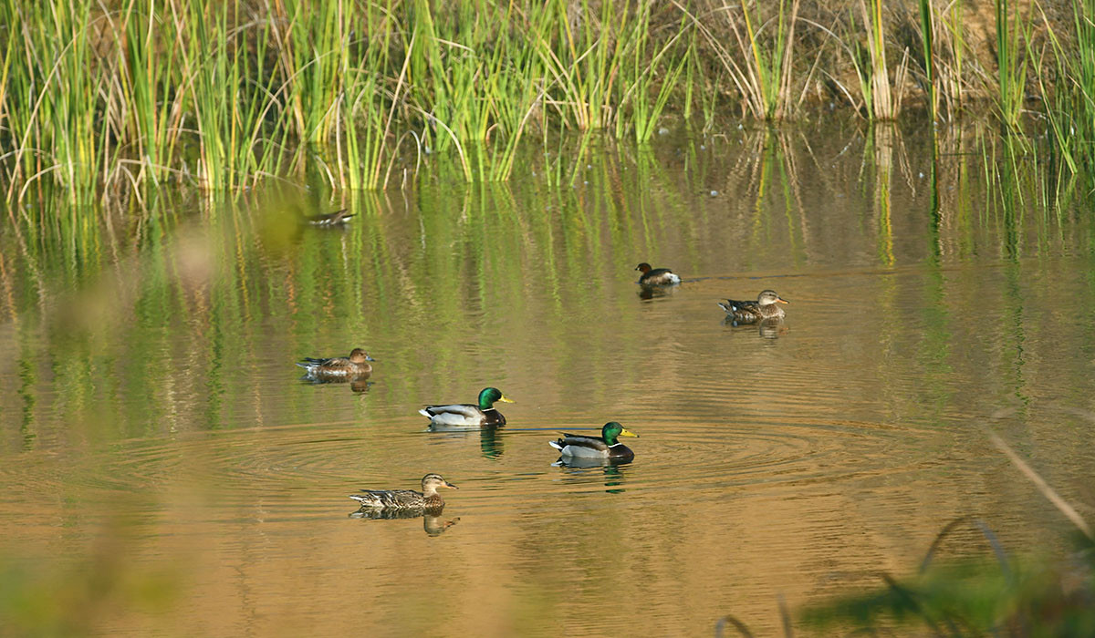 जलविहार