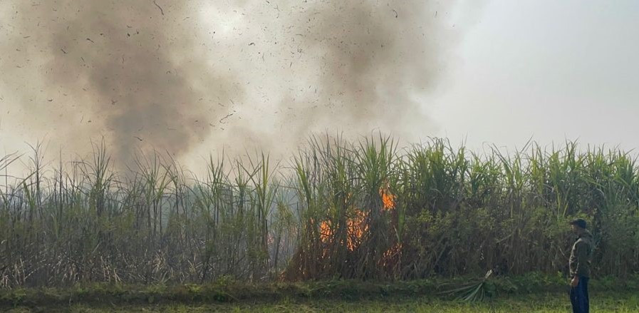 काट्नै लागिएको उखु खेतमा आगलागी