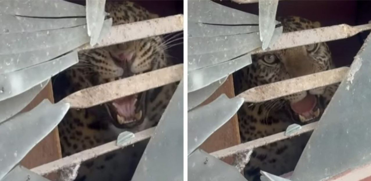 काठमाडौंको तारकेश्वरमा घरभित्र चितुवा पस्यो