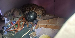 काठमाडौँको  मनमैजुस्थित एक घरमा चितुवा पसेर आतंक मच्चायो, दुई जना घाइते