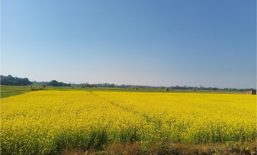 नवलपरासी पूर्वमा तीन हजार सात सय छयालीस हेक्टर क्षेत्रमा तोरी खेती