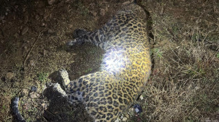 काठमाडौं ललितपुरमा कामबाट फर्कँदै गरेका व्यक्तिलाई गर्यो चितुवाले आक्रमणमा