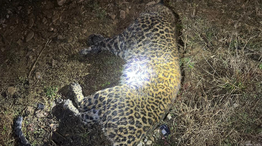 काठमाडौं ललितपुरमा कामबाट फर्कँदै गरेका व्यक्तिलाई गर्यो चितुवाले आक्रमणमा