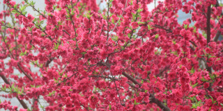 ढकमक्क फुलेको आरुको फूल