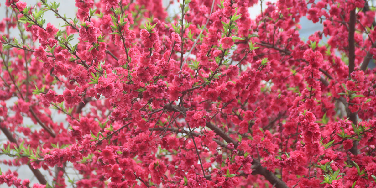 ढकमक्क फुलेको आरुको फूल