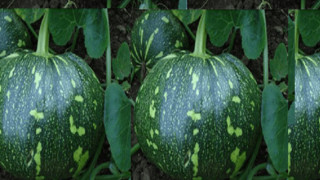 कालिमाटीमा हरियो डल्ले फर्सी प्रतिकिलो ४५ रुपैयाँ, कति छ अन्यको भाउ ?