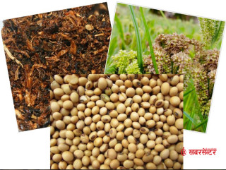 नेपाली गुन्द्रुक, कोदो र भटमासमा अस्ट्रेलियाको प्रतिबन्ध