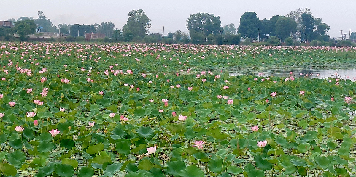 ढकमक्क कमल