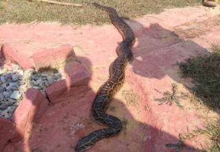 मेचीनगरमा १५ फिट लामो अजिङ्गर फेला
