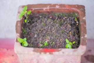 देशभर धार्मिक विधिपूर्वक तुलसीको बीउ राखियो (तस्बिरसहित)