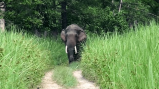 दाह्रा काटिएको ध्रुर्वे निकुञ्जभित्रै : १०/१० मिनेटमा अनुगमन