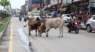 छाडा पशु चौपायालाई ‘रिफ्लेक्टिङ बेल्ट’ लगाइँदै