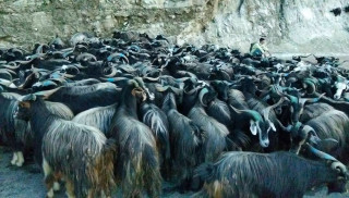 कलंकीको खसीबजारमा आउन थाले खसीबोका र च्याङ्ग्रा