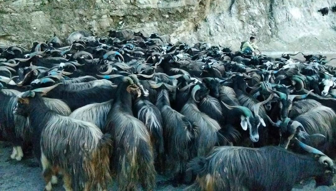 कलंकीको खसीबजारमा आउन थाले खसीबोका र च्याङ्ग्रा